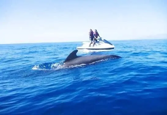 Ocean View Elegant Magic 公寓 滨海帕尔姆