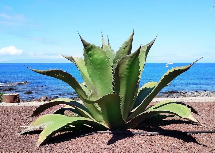 公寓 Ocean View Elegant Magic 滨海帕尔姆