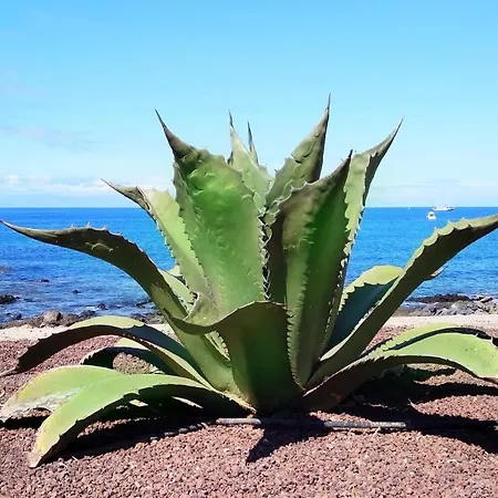 Apartamento Ocean View Elegant Magic Palm-mar